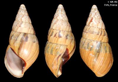???msg.item.specimen.label??? - Lectotype Bulimus incisus Hupé, 1857