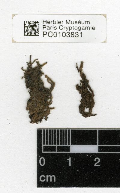 ???msg.item.specimen.label??? - Schiffneriolejeunea pulopenangensis ...