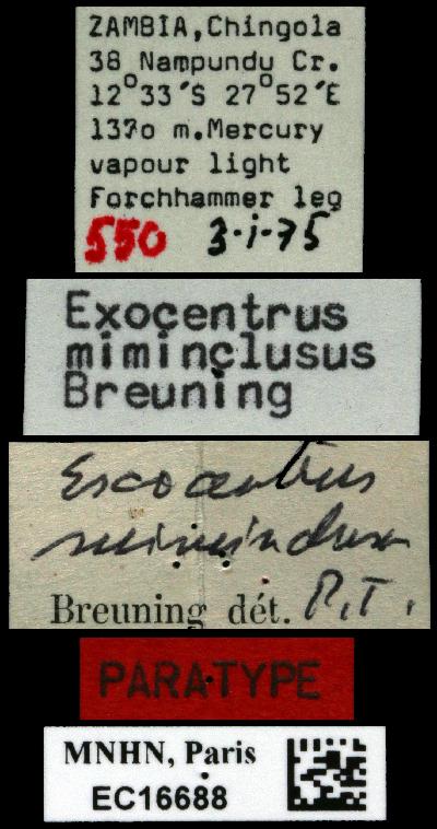 Specimen - Exocentrus (Pseudocentrus) ochreopunctatus Breuning, 1956